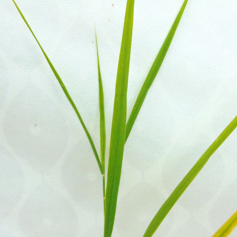 Phragmites australis - Riet (Foliage)