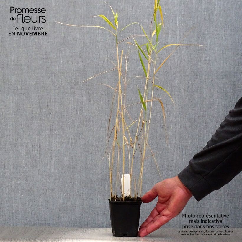 Exemplaar van Phragmites australis - Riet Kweekpotje van 8/9 cm zoals geleverd in de herfst