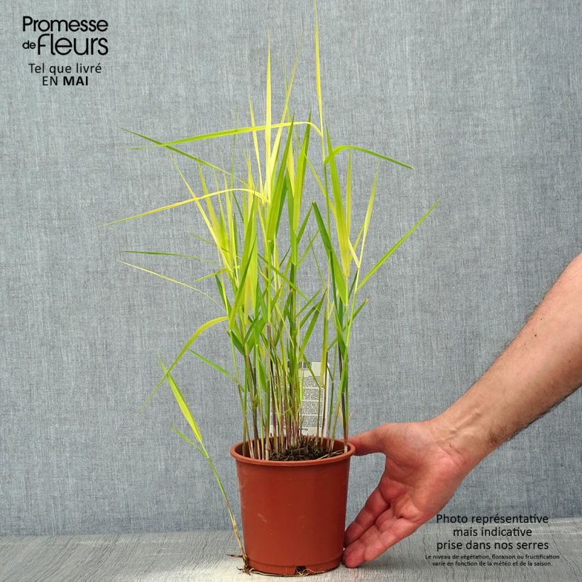 Example of Phragmites australis - Riet Pot van 1 l/1,5 l as you get in printemps