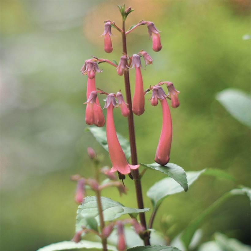 Phygelius aequalis Pink Trumpet - Kaapse fuchsia (Bloei)