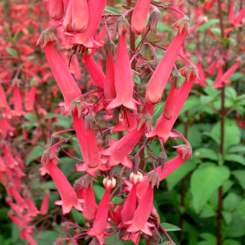 Phygelius capensis - Kaapse fuchsia (Bloei)