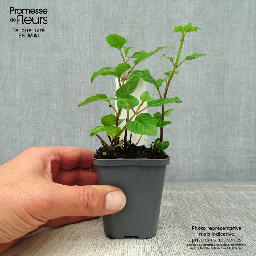 Exemplaar van Phygelius capensis - Kaapse fuchsia Kweekpotje van 8/9 cm zoals geleverd in de lente