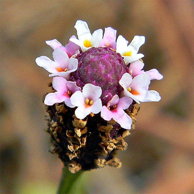 Phyla nodiflora - Kruipende verbena (Bloei)
