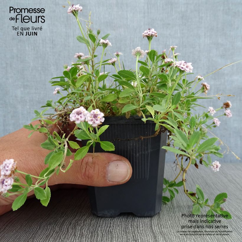 Exemplaar van Phyla nodiflora var. canescens - Kruipende verbena Kweekpotje van 7/8 cm zoals geleverd in de zomer