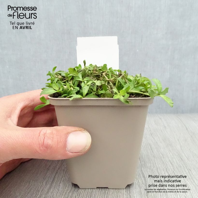 Exemplaar van Phyla nodiflora - Kruipende verbena Kweekpotje van 8/9 cm zoals geleverd in de lente