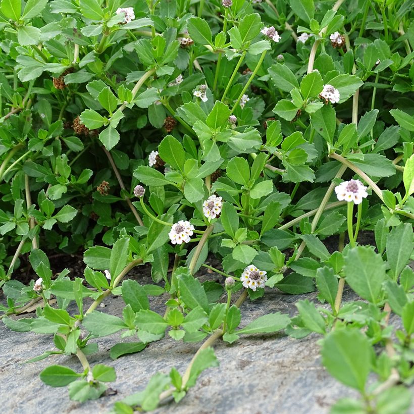 Phyla nodiflora - Kruipende verbena (Groeiplaats)