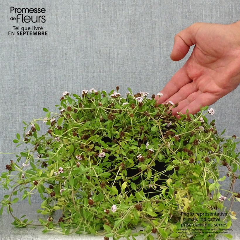 Exemplaar van Phyla nodiflora - Kruipende verbena Pot van 2 l/3 l zoals geleverd in de zomer