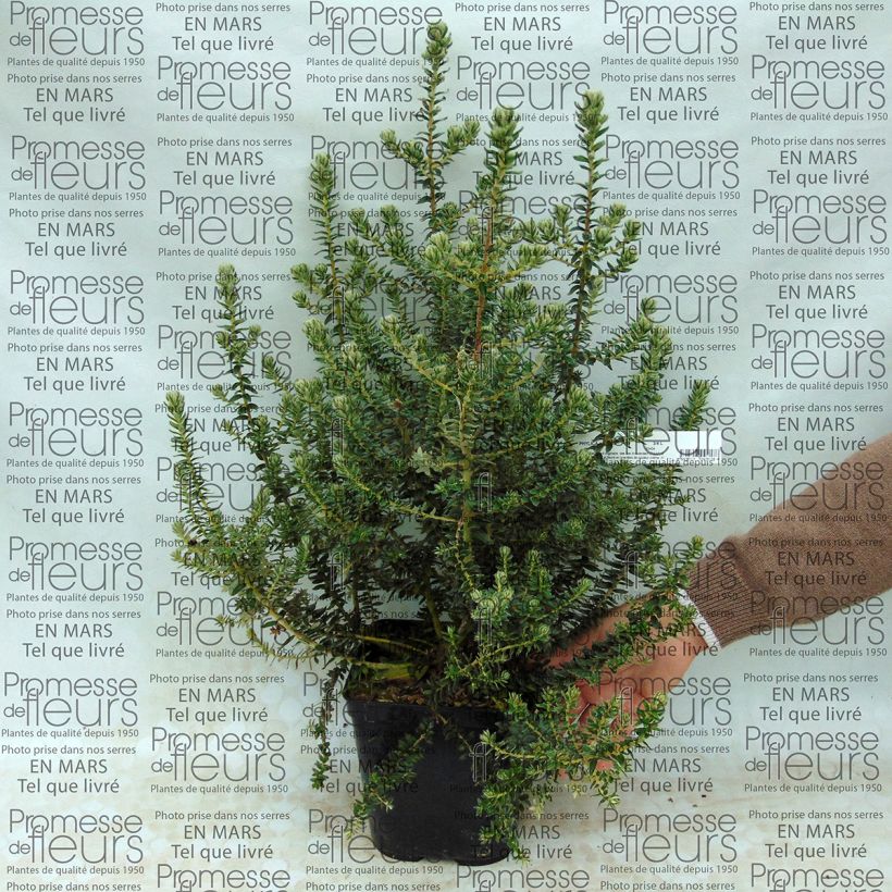 Example of Phylica arborea - Phylica Pot van 3 l/4 l as you get