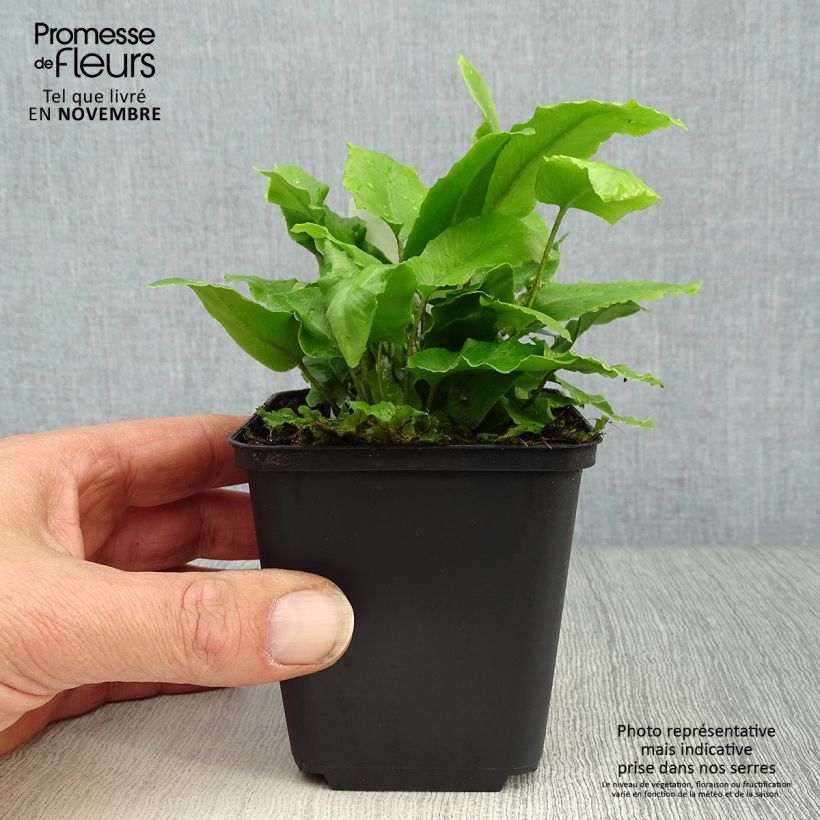 Exemplaar van Phyllitis scolopendrium - Tongvaren Kweekpotje van 8/9 cm zoals geleverd in de herfst