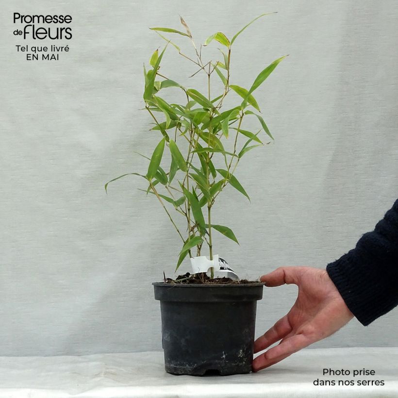 Example of Phyllostachys atrovaginata Green Perfume - Bamboe Pot van 2 l/3 l as you get in printemps