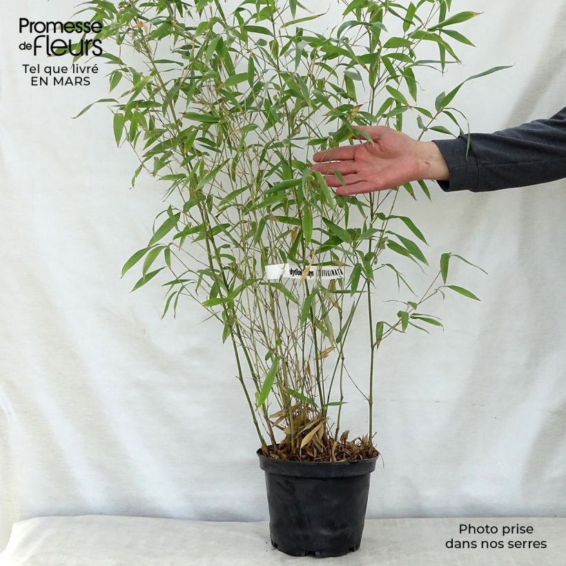 Example of Phyllostachys atrovaginata Green Perfume - Bamboe Pot van 4 l/5 l as you get in printemps