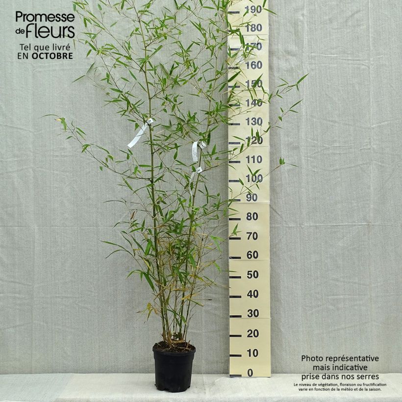 Exemplaar van Phyllostachys atrovaginata Green Perfume - Bamboe Pot van 4 l/5 l zoals geleverd in de herfst