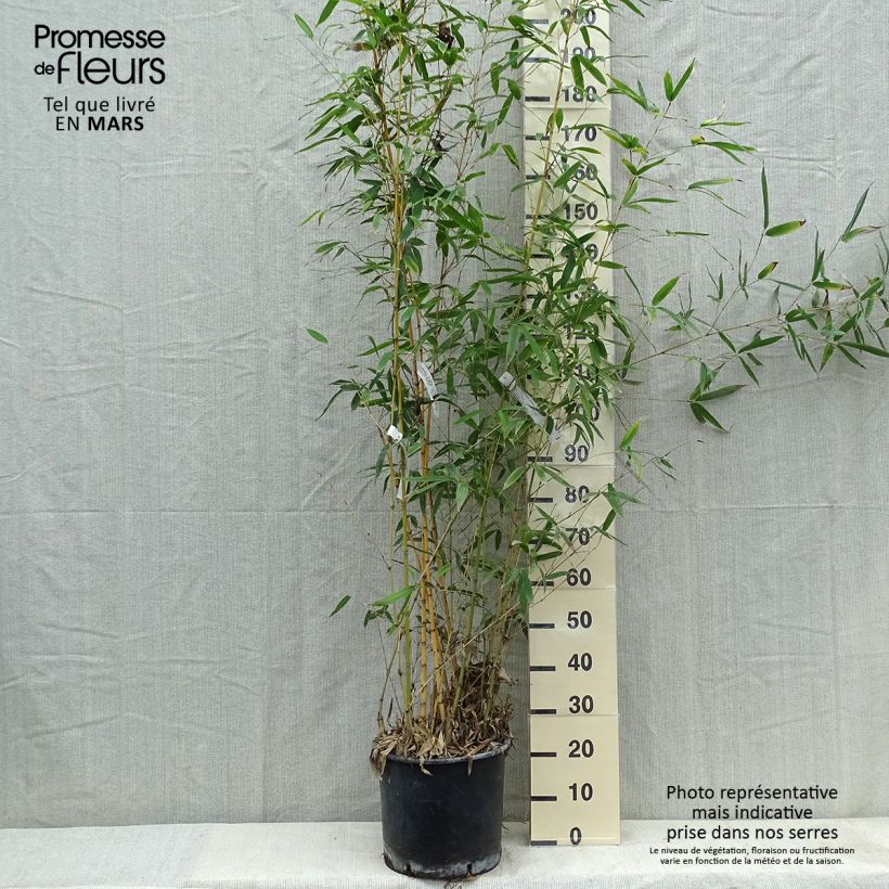 Exemplaar van Phyllostachys aurea Holochrysa - Gouden bamboe Pot van 12 l/15 l zoals geleverd in de lente