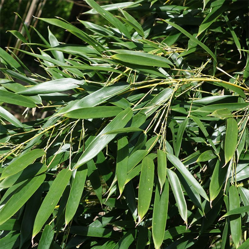 Phyllostachys aureosulcata Alata - Gele bamboe (Blad)