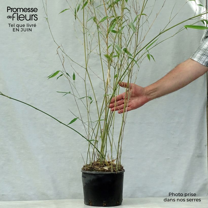 Exemplaar van Phyllostachys aureosulcata Alata - Gele bamboe Pot van 4 l/5 l zoals geleverd in de zomer