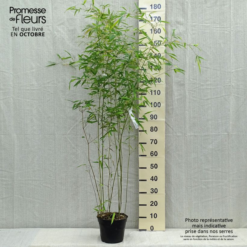 Exemplaar van Phyllostachys aureosulcata Alata - Gele bamboe Pot van 4 l/5 l zoals geleverd in de herfst
