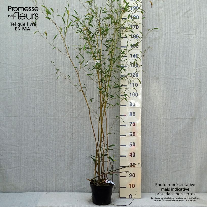 Exemplaar van Phyllostachys aureosulcata Alata - Gele bamboe Pot van 4 l/5 l zoals geleverd in de lente