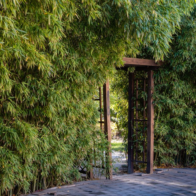 Phyllostachys aureosulcata - Gele bamboe (Groeiplaats)
