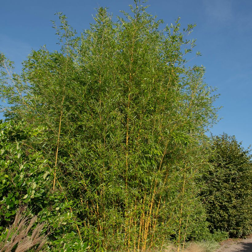 Phyllostachys aureosulcata Spectabilis - Gele bamboe (Groeiplaats)
