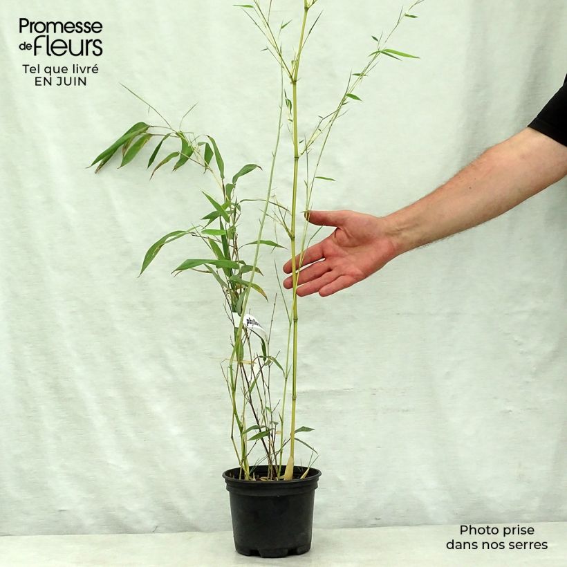 Exemplaar van Phyllostachys aureosulcata Spectabilis - Gele bamboe Pot van 2 l/3 l zoals geleverd in de zomer
