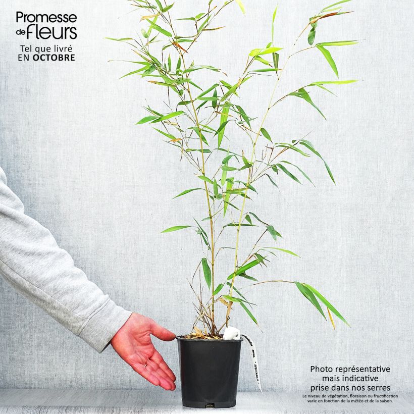 Exemplaar van Phyllostachys aureosulcata Spectabilis - Gele bamboe Pot van 2 l/3 l zoals geleverd in de herfst