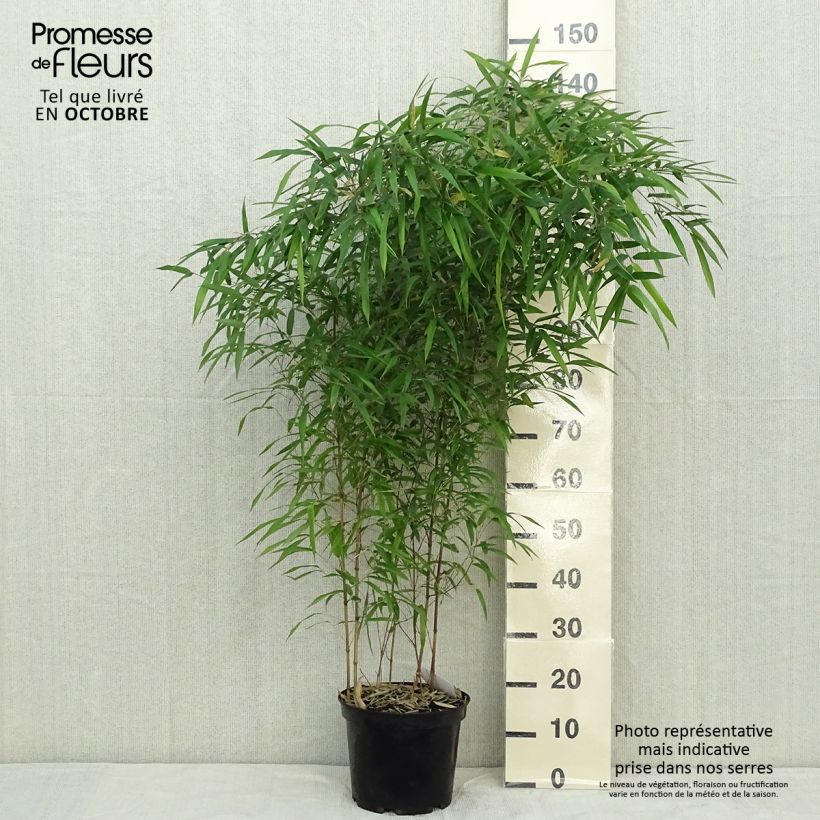 Exemplaar van Phyllostachys aureosulcata Spectabilis - Gele bamboe Pot van 4 l/5 l zoals geleverd in de herfst