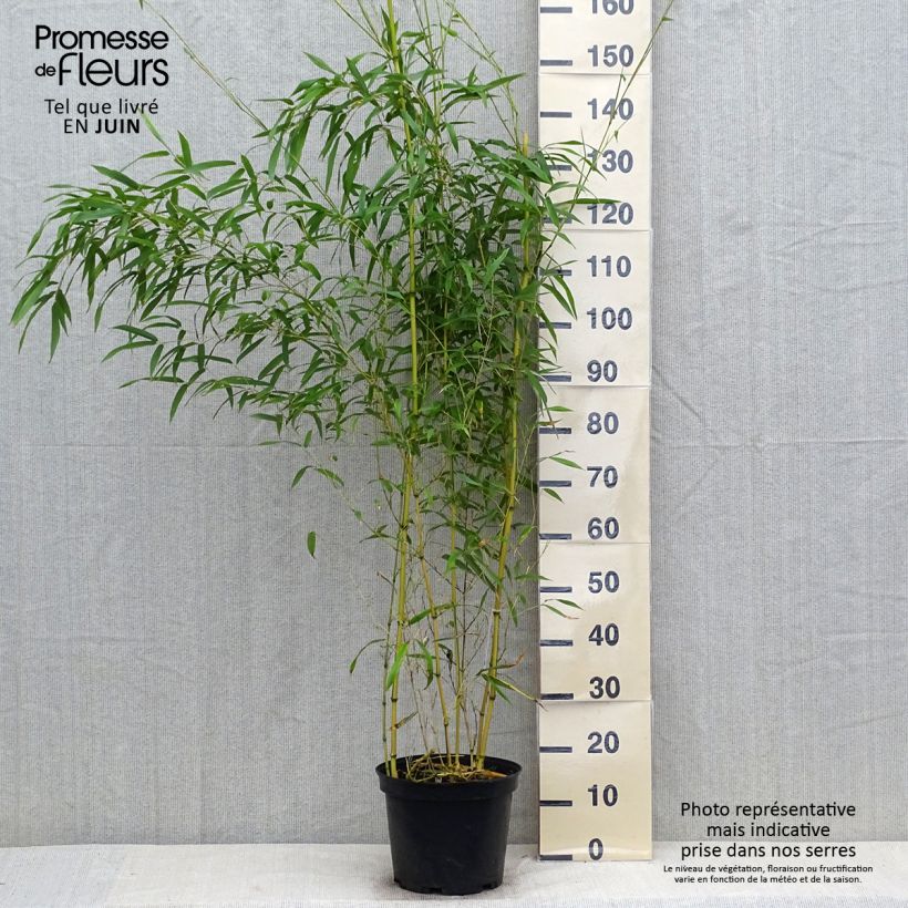 Exemplaar van Phyllostachys aureosulcata Spectabilis - Gele bamboe Pot van 4 l/5 l zoals geleverd in de zomer