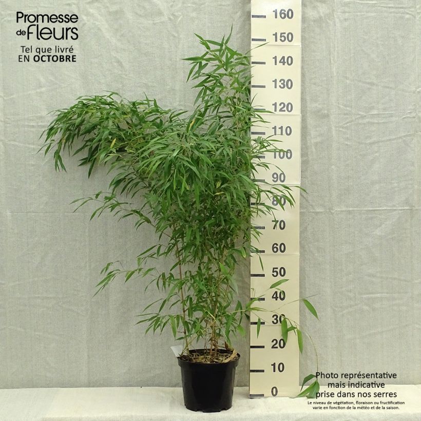 Exemplaar van Phyllostachys aureosulcata Spectabilis - Gele bamboe Pot van 7,5 l/10 l zoals geleverd in de herfst