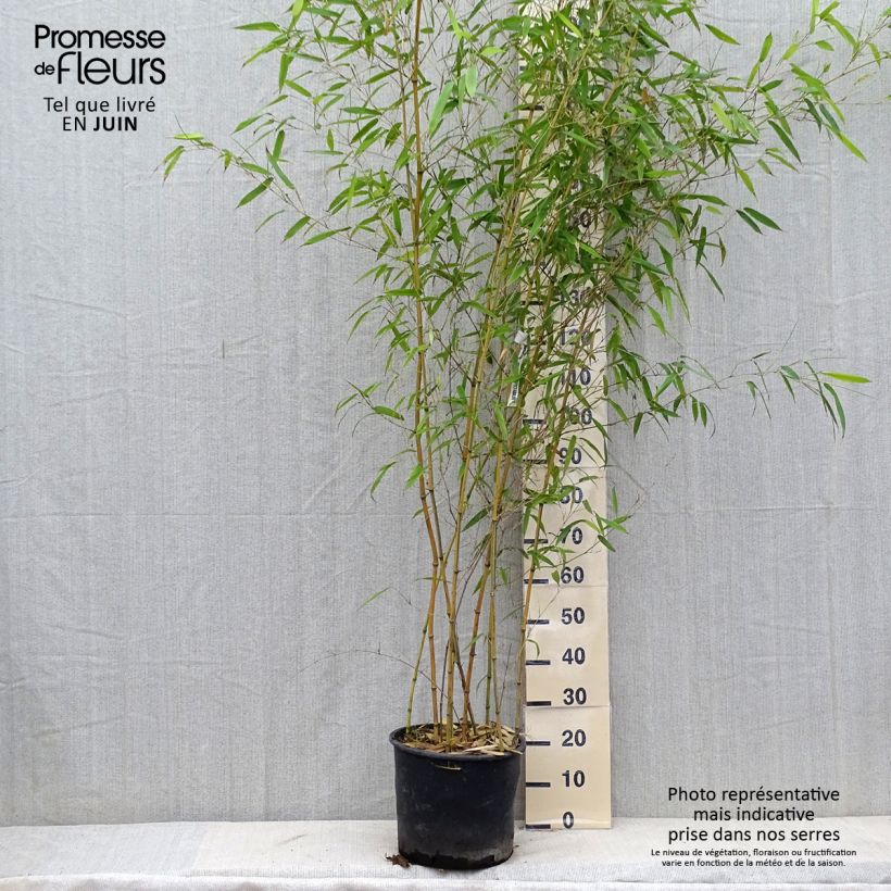 Exemplaar van Phyllostachys aureosulcata Spectabilis - Gele bamboe Pot van 7,5 l/10 l zoals geleverd in de zomer