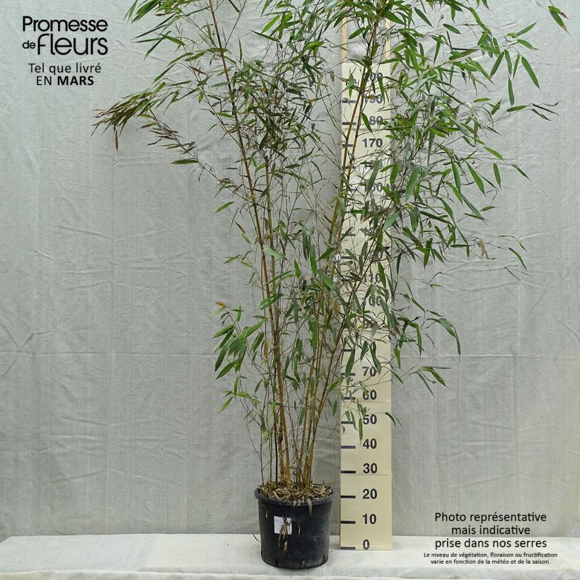 Exemplaar van Phyllostachys aureosulcata Spectabilis - Gele bamboe Pot van 7,5 l/10 l zoals geleverd in de lente