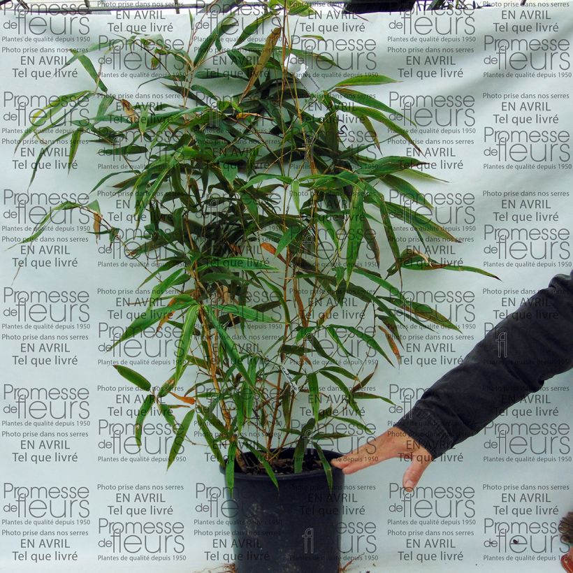 Example of Phyllostachys bambusoides Castillonis - Reuzenbamboe Pot van 4 l/5 l as you get