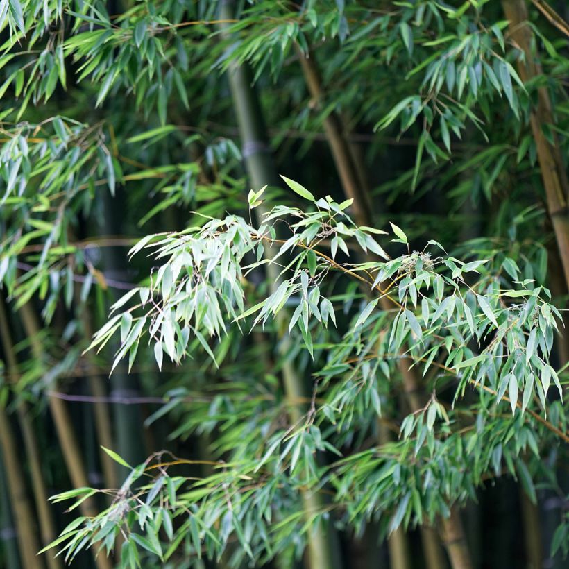 Phyllostachys edulis - Moso bamboe (Foliage)