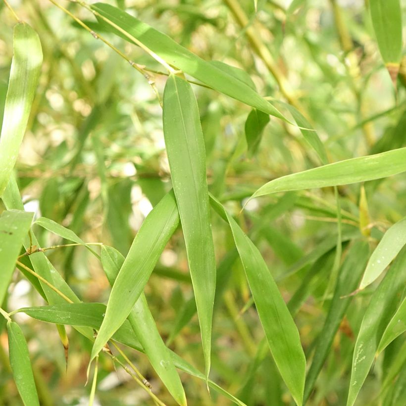 Phyllostachys flexuosa - Reuzenbamboe (Blad)