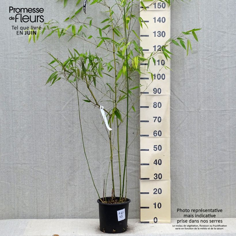 Exemplaar van Phyllostachys glauca - Reuzenbamboe Pot van 4 l/5 l zoals geleverd in de zomer