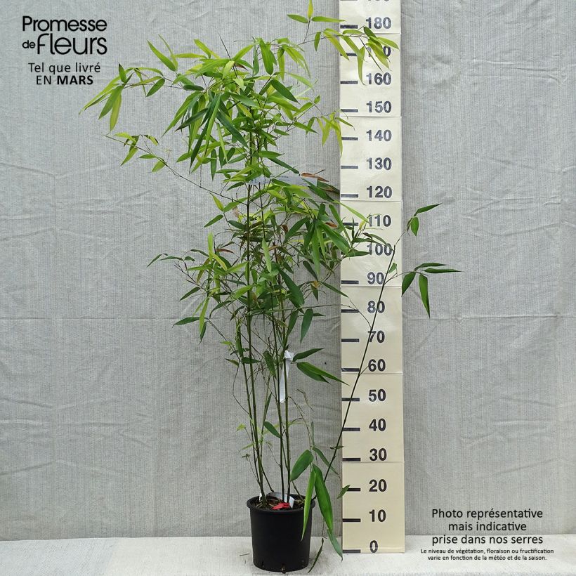 Exemplaar van Phyllostachys glauca - Reuzenbamboe Pot van 4 l/5 l zoals geleverd in de lente