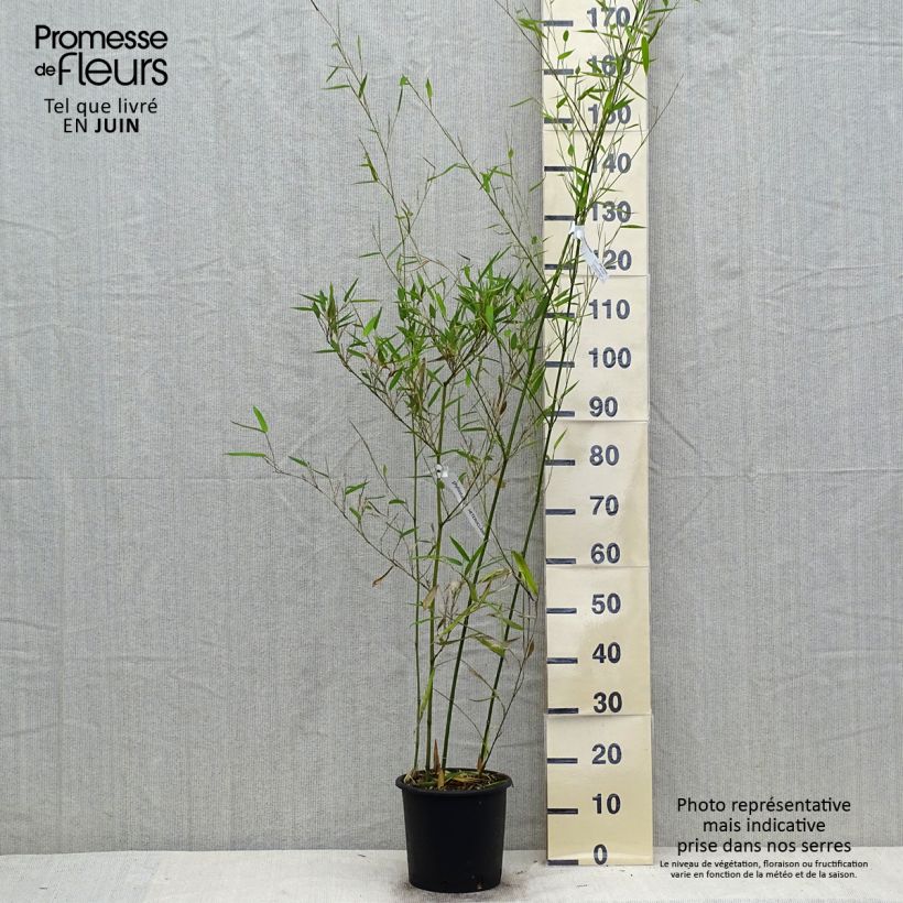 Exemplaar van Phyllostachys heteroclada - Waterbamboe Pot van 4 l/5 l zoals geleverd in de zomer