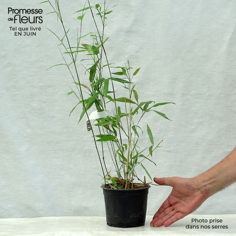 Exemplaar van Phyllostachys humilis - Reuzenbamboe Pot van 2 l/3 l zoals geleverd in de zomer