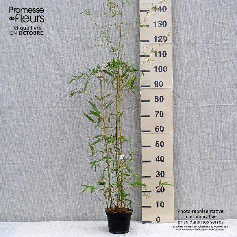 Exemplaar van Phyllostachys humilis - Reuzenbamboe Pot van 2 l/3 l zoals geleverd in de herfst