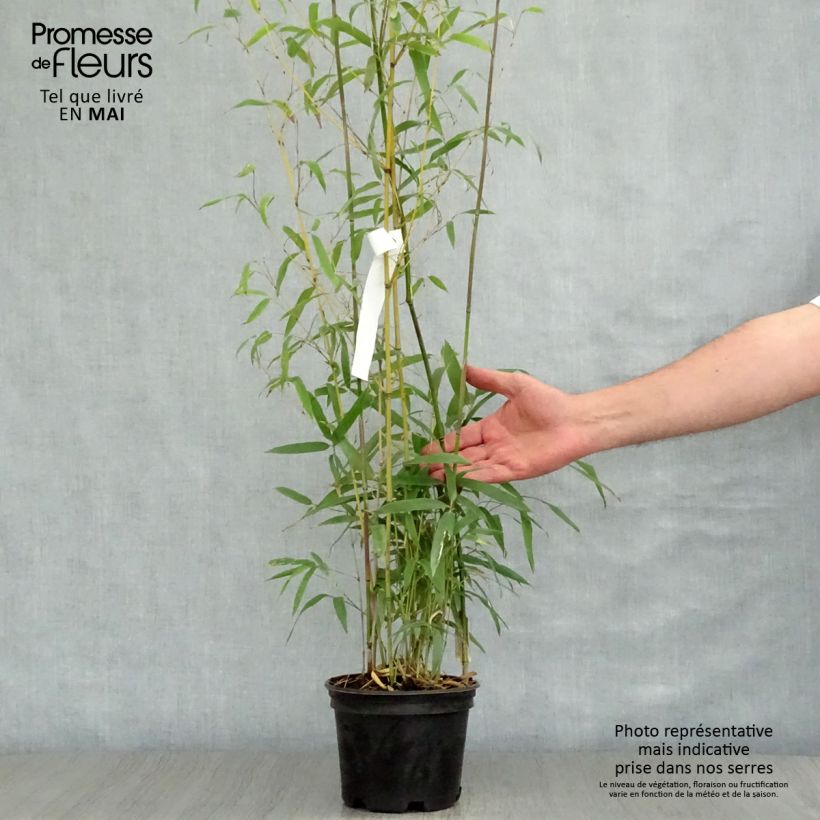 Exemplaar van Phyllostachys humilis - Reuzenbamboe Pot van 2 l/3 l zoals geleverd in de lente