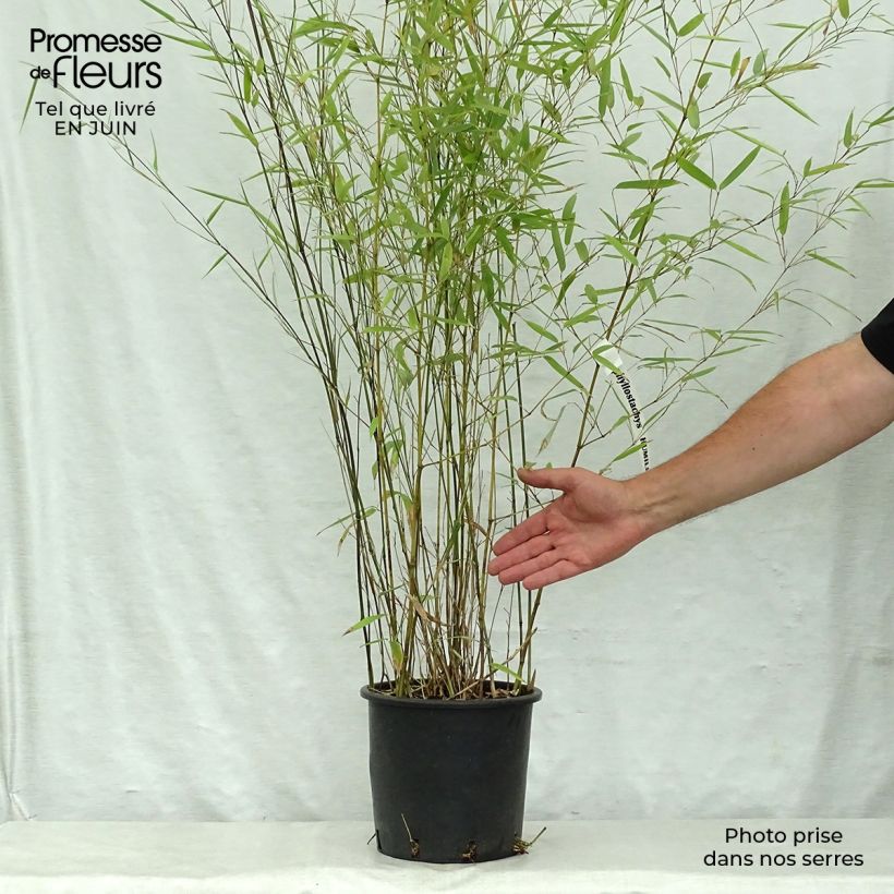Exemplaar van Phyllostachys humilis - Reuzenbamboe Pot van 4 l/5 l zoals geleverd in de zomer