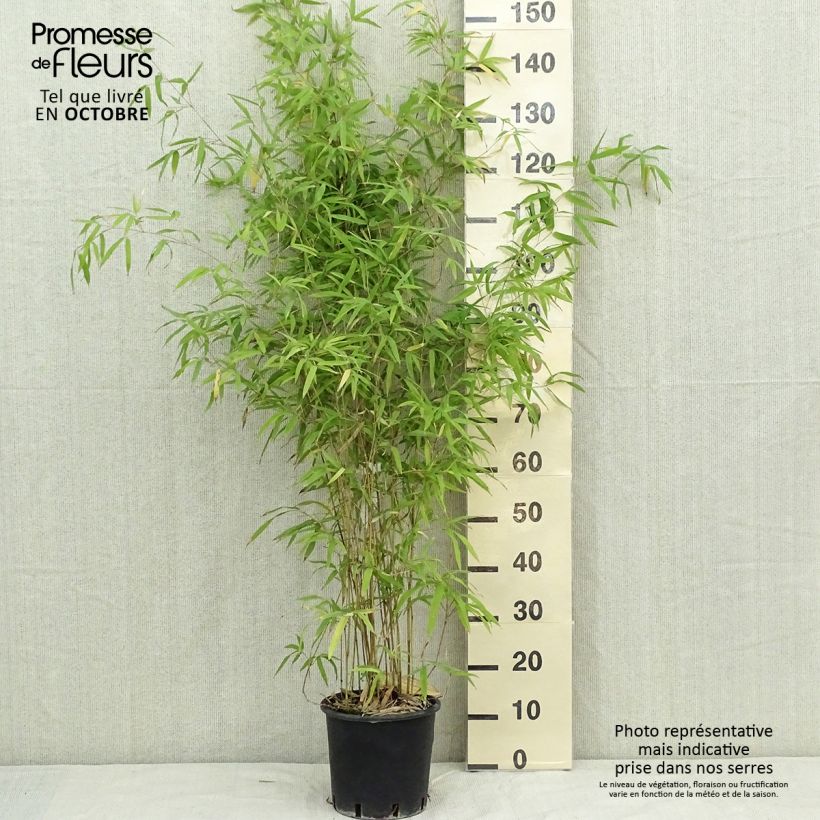 Exemplaar van Phyllostachys humilis - Reuzenbamboe Pot van 4 l/5 l zoals geleverd in de herfst