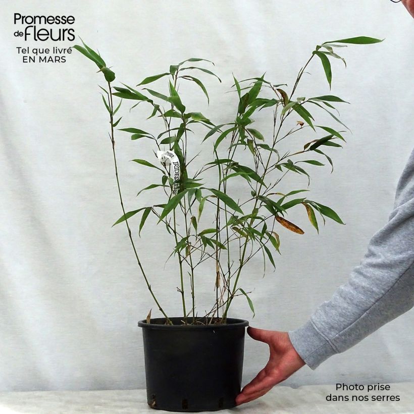 Exemplaar van Phyllostachys iridescens - Reuzenbamboe Pot van 4 l/5 l zoals geleverd in de lente