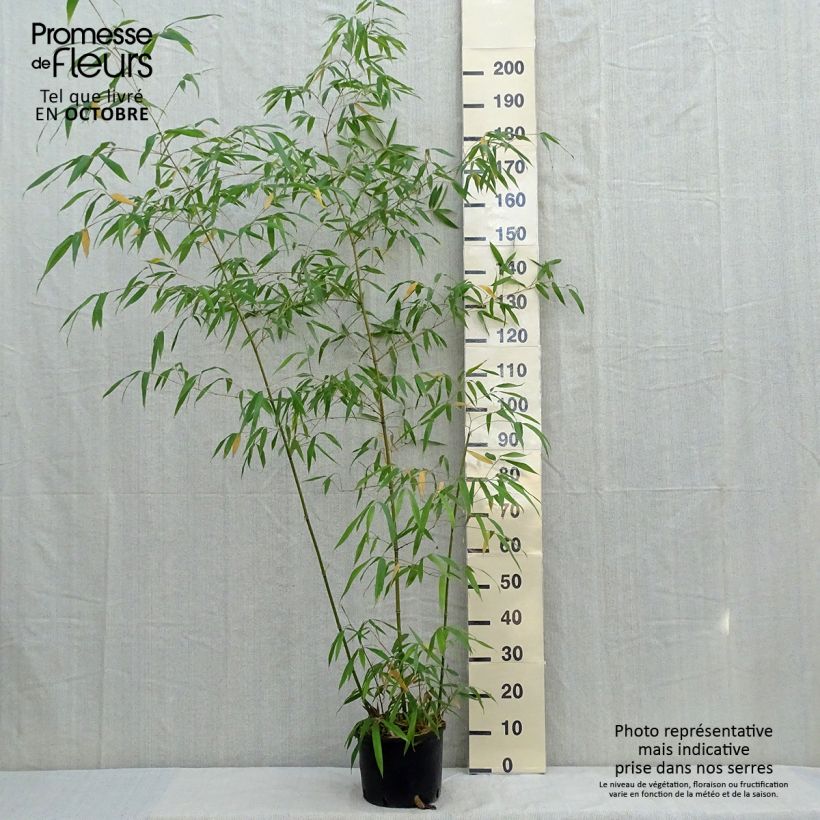 Exemplaar van Phyllostachys iridescens - Bambou géant Pot de 4L/5L zoals geleverd in de herfst