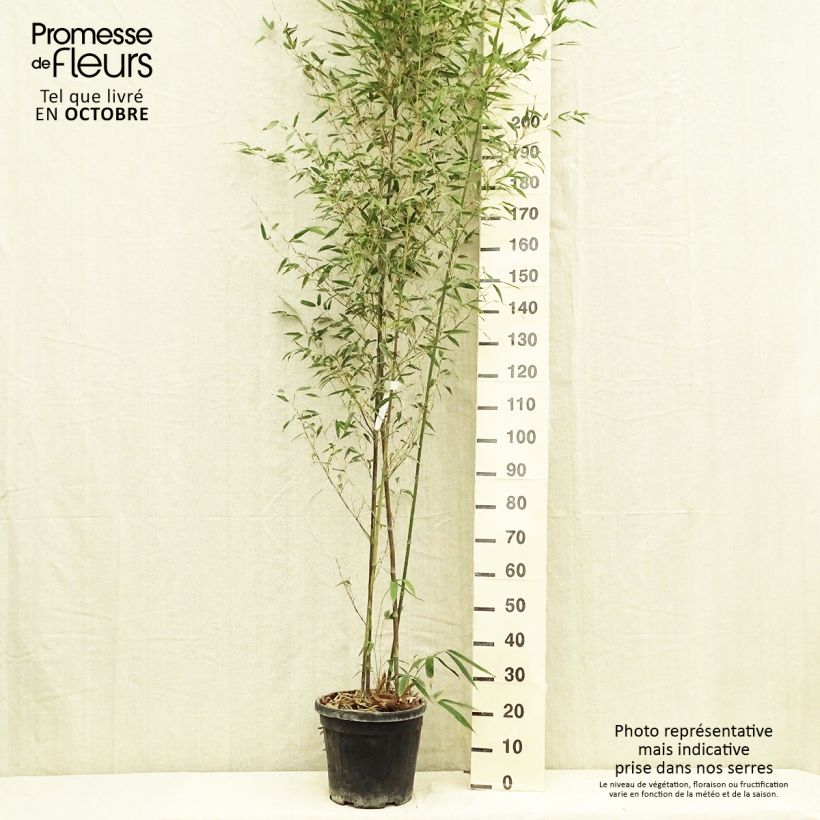 Exemplaar van Phyllostachys nigra Boryana - Zwarte bamboe Pot van 12 l/15 l zoals geleverd in de herfst