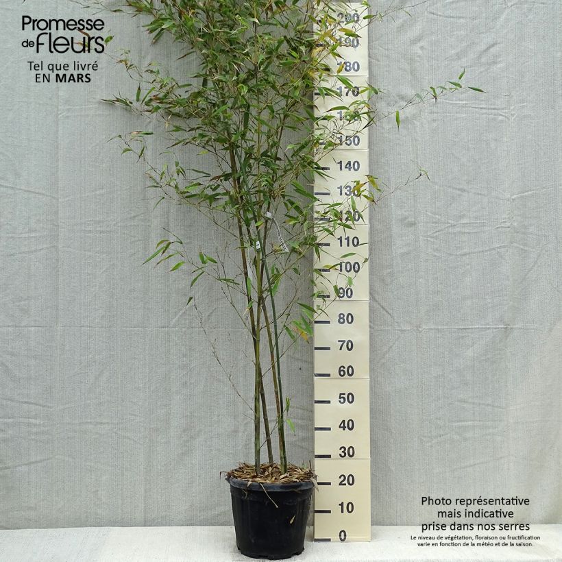 Example of Phyllostachys nigra Boryana - Zwarte bamboe Pot van 12 l/15 l as you get in printemps