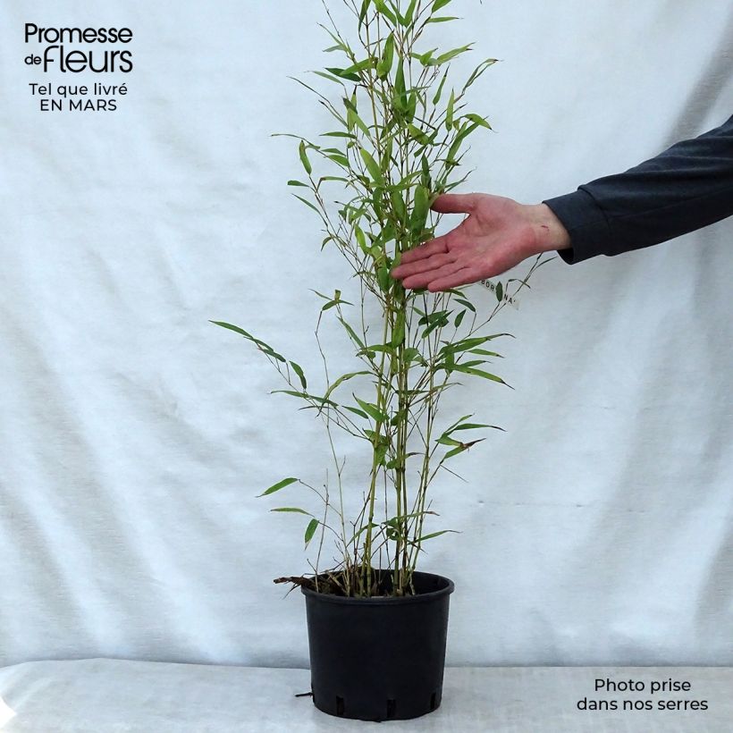 Example of Phyllostachys nigra Boryana - Zwarte bamboe Pot van 4 l/5 l as you get in printemps