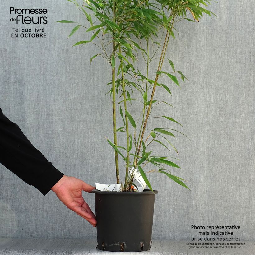 Exemplaar van Phyllostachys nigra Boryana - Zwarte bamboe Pot van 4 l/5 l zoals geleverd in de herfst