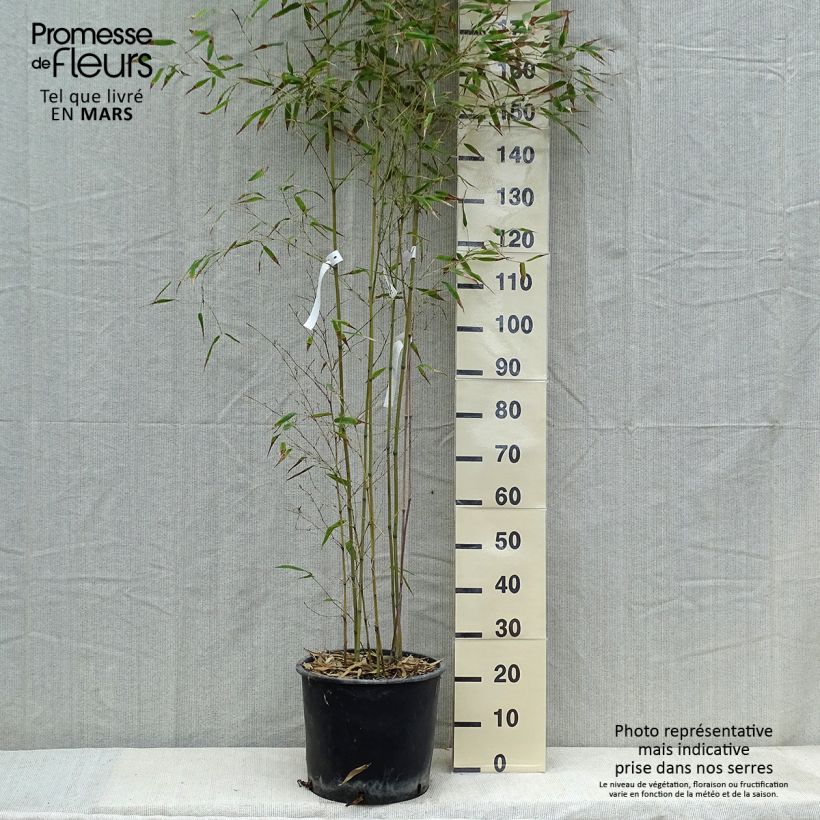 Exemplaar van Phyllostachys nigra Henonis - Zwarte bamboe Pot van 12 l/15 l zoals geleverd in de lente