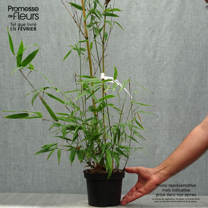 Exemplaar van Phyllostachys nigra Henonis - Zwarte bamboe Pot van 2 l/3 l zoals geleverd in de herfst