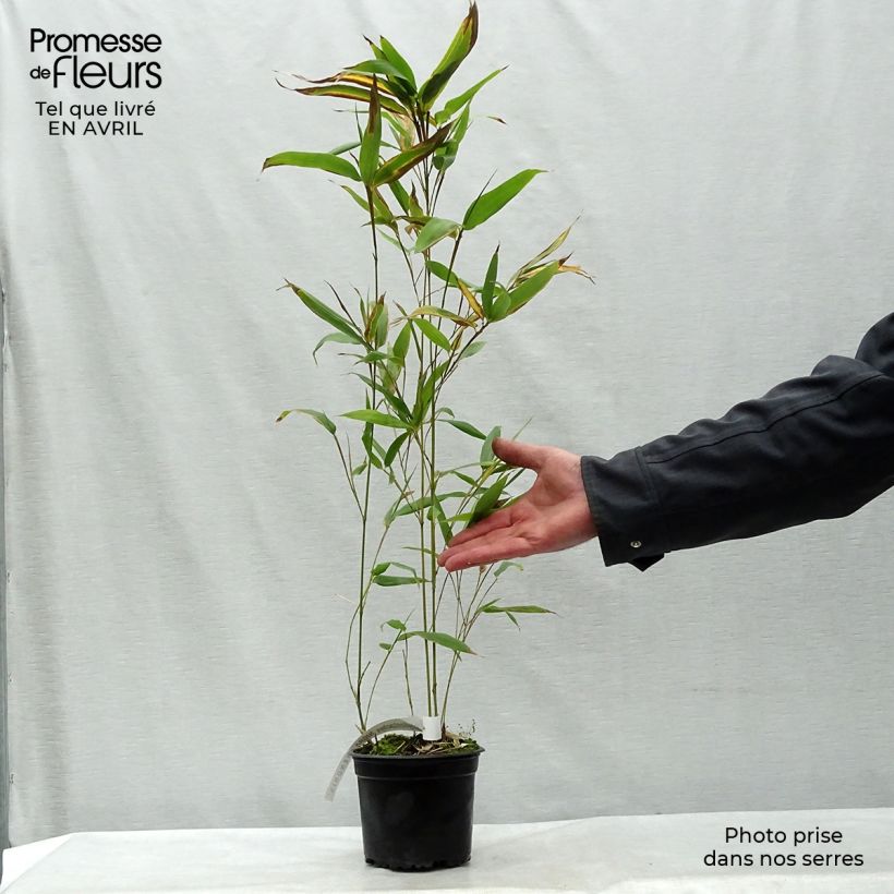 Exemplaar van Phyllostachys nigra Henonis - Zwarte bamboe Pot van 2 l/3 l zoals geleverd in de lente